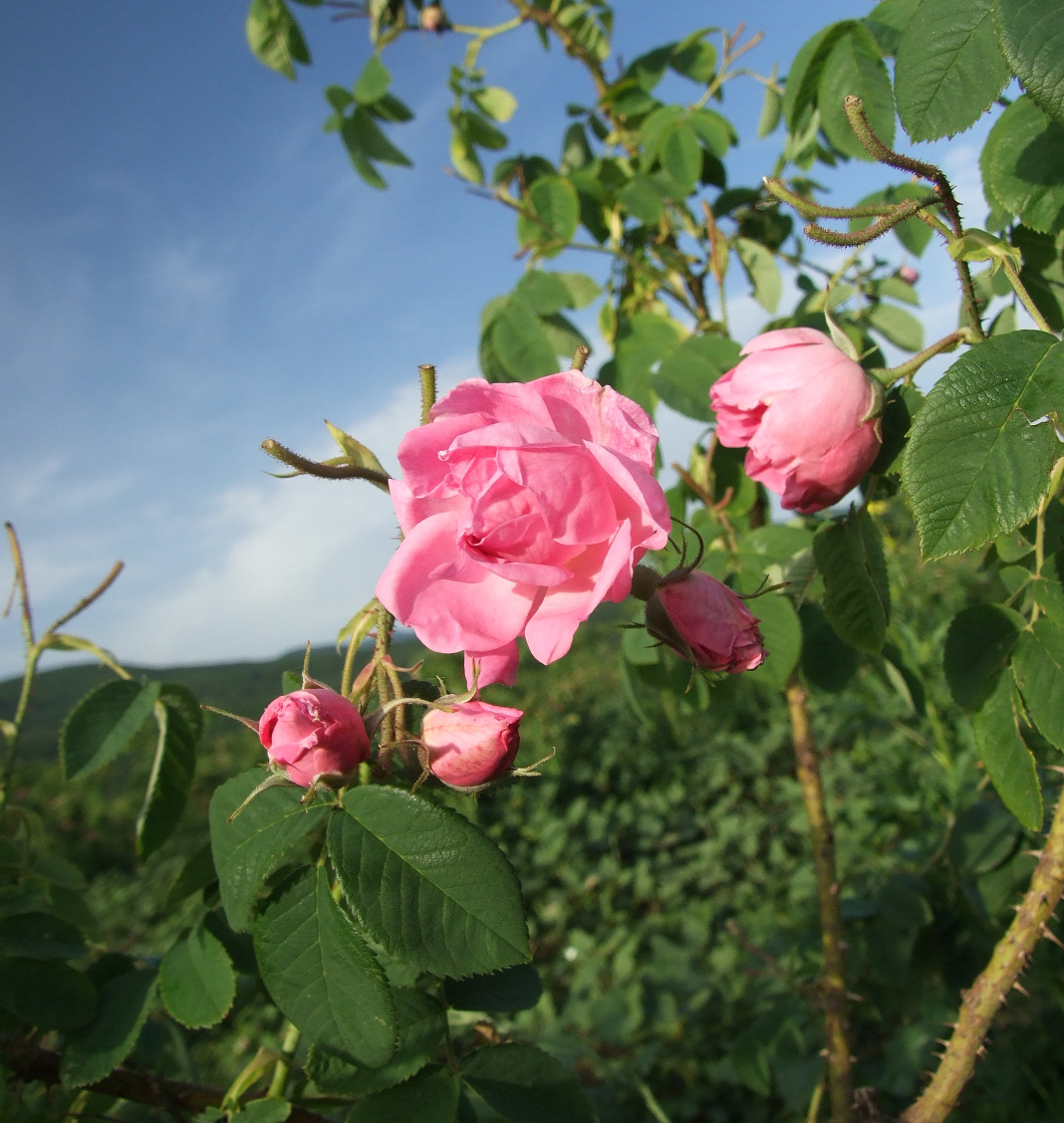 Rosa damascena